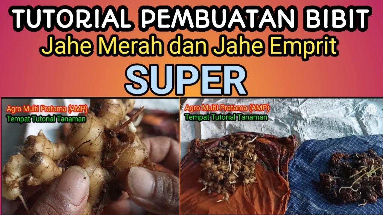 Pembuatan Bibit Jahe Merah dan Jahe Emprit dan Cara penyemaian yang efektif. # 1