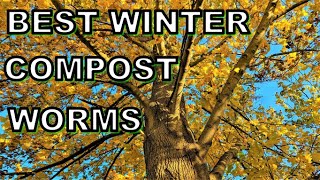 Best Compost Worms to SURVIVE the Winter