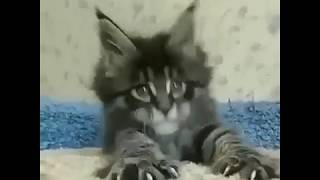 Кроха Мейн-Кун! Кроха Мейн-Кун!
