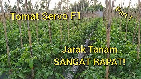 Tomat Servo dengan Jarak Tanam Rapat (part 1)