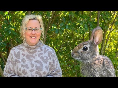 Video: Biljke otporne na zečeve - koje su to biljke koje zečevi neće jesti