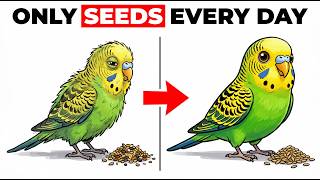 If Your Budgie Eats Seeds Every Day, You Need to See This