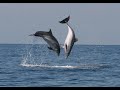 Дельфины в Азовском море 2021 год