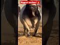 Biggest qurbani 🔥 #2k26qurbani #cowqurbani #cow #cowlover #cowvideos #cowboys #cows #youtubeshorts