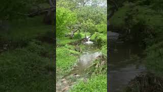 En mi rancho. Pura vida Jalisco y Zacatecas #viral #caballos #caballos #rancho#zacatecas