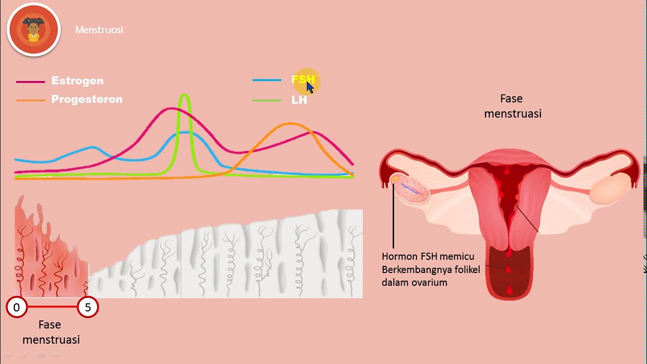 IPA Kelas 9 : Sistem Reproduksi Pada Manusia IV (menstruasi