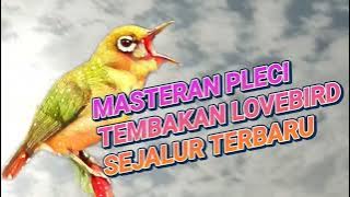MASTERAN PLECI TEMBAKAN LOVEBIRD MASTERAN PLECI NGEKEK LOVEBIRD