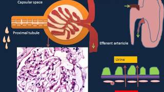 Renal Disorders I