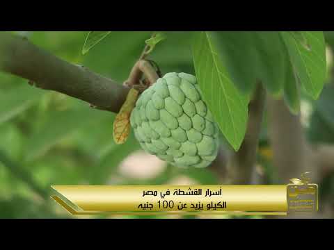 دراسة جدوى كاملة لزراعة فاكهة القشطة سعر الكيلو أكتر من 100 جنيه