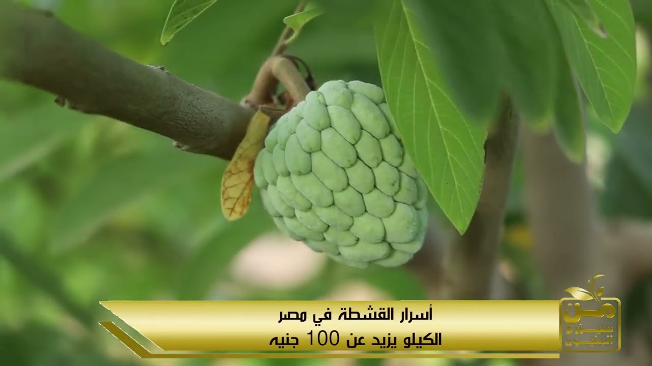 دراسة جدوى كاملة لزراعة فاكهة القشطة.. سعر الكيلو أكتر من 100 جنيه