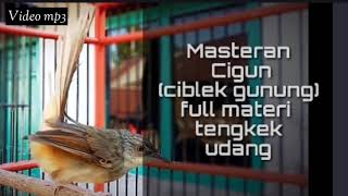 10 menit!! Masteran ciblek gunung/cigun full bren materi TENGKEK Udang