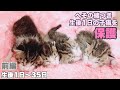 【前編】へその緒つき生後1日の子猫4匹を保護　生後1日〜35日【ハナサクモグレン成長記録　総集編】1番小さな子はたった74g  Protection of a one-day-old kitten