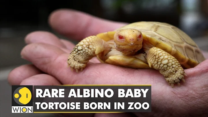 Rare Albino Galapagos giant tortoise faces world | Baby Tortoise makes public debut - DayDayNews