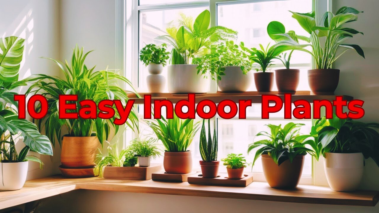 Greening Your Space: 10 Easy Indoor Plants for Beginners - YouTube