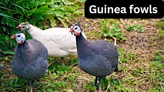Discover Fascinating Guinea Fowl Facts  Your Ultimate Guide