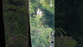 Mrs Cardinal and the sweet peas #nature #naturelovers @Cobaltdragon