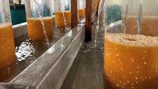 Brook Trout Spawning at Dry Mills State Fish Hatchery