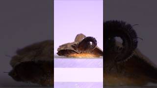 The Monkey Slug Hag Moth Caterpillar