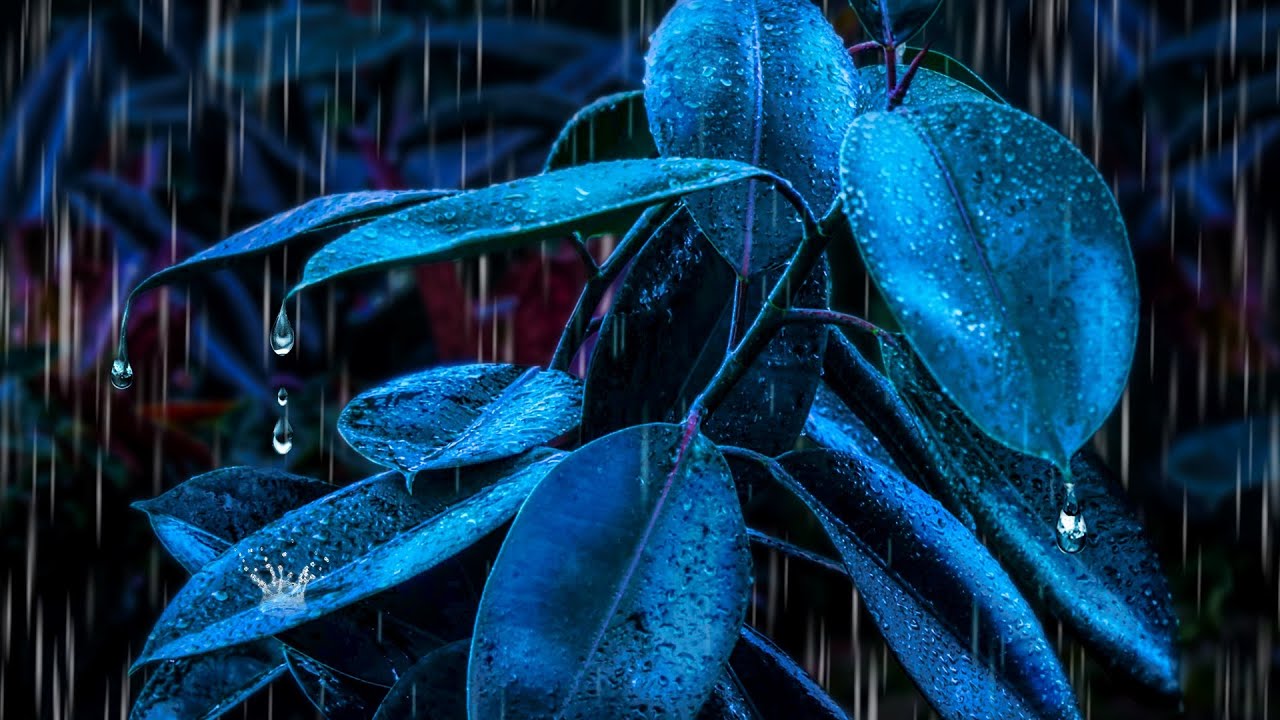 Heavy Rain Noise for Sleeping | Rainforest Sounds for Deep Sleep