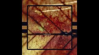 P.T.P×Taka from ONE OK ROCK - Voice (Instrumental)