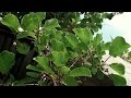 Planta de Kiwi