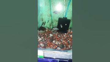 Cá cầu vòng xanh #shorts