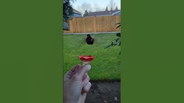 Hummingbird eating from my hand