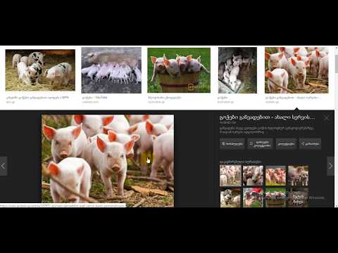 რა აცრები უკეთდება გოჭებს და რა დროს?..გოჭების აცრები...ვეტერინარია..