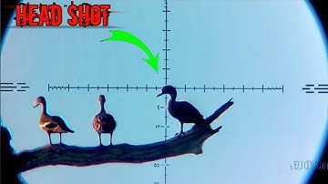 ⭕ Birds hunting with air gun | Duck hunting with air rifle 🦆 | #hunting