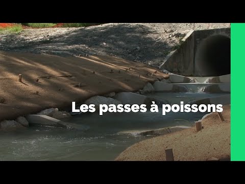 Vidéo: Quels Sont Les Risques Relatifs De Mortalité Et De Blessures Pour Les Poissons Lors Du Passage En Aval Des Barrages Hydroélectriques Dans Les Régions Tempérées? Une Revue Systémati