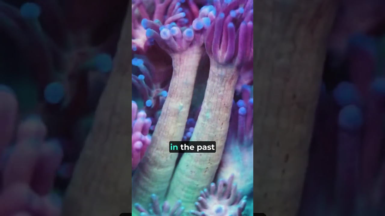 Coral Feeding Target vs Broadcast w/ Reef Builders