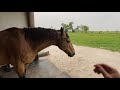 Forcing New Horse To Share Rain Shed - If It Goes Bad, It Is My Fault - Discussing Sweat Scraper