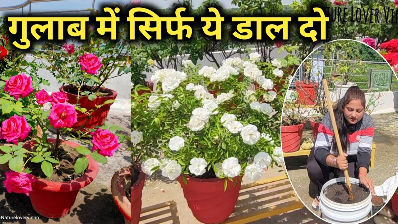 गुलाब में सिर्फ ये डाल दो || Rose Fertilizer || October Rose plant care || garden Vlog | Garden Work
