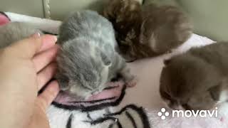 186 Scottish fold/straight by Miamurr cattery Питомник кошек 57 views 2 years ago 55 seconds
