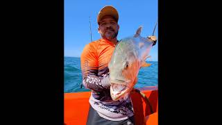 pesca maravilhosas!! vídeos 5°/5° pescarias de isca vivas, speedjig, slowjig, micro jig