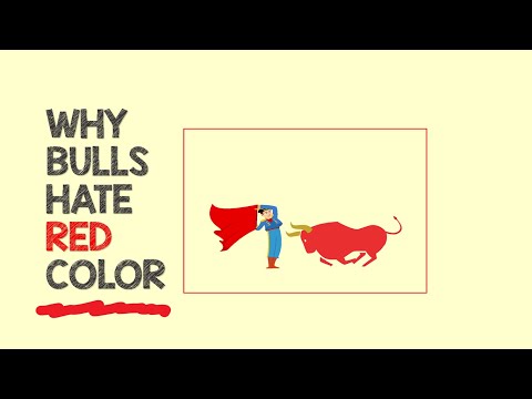 Why Bulls Hate Red Color | Animation