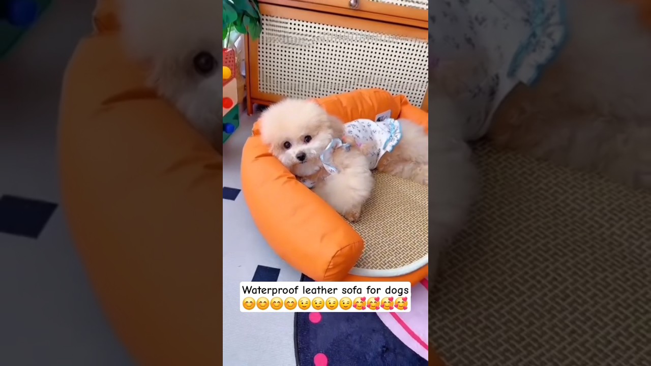 Waterproof leather sofa for dogs. 