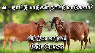 GIR COWS IN TAMIL | வட நாட்டு மாடுகள் நாட்டு மாடுகளா ? | INDIAN COW | INFOTECH MEDIA TAMIL