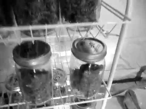 Phoepheekiz Medical Marijuana