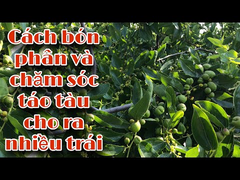 Cách bón phân và chăm sóc táo tàu cho ra nhiều trái