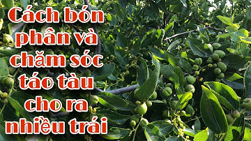 Cách bón phân và chăm sóc táo tàu cho ra nhiều trái