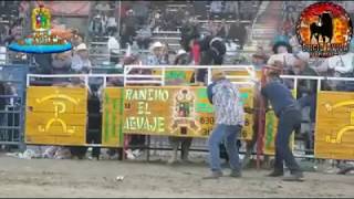 Gallinita de dolores pisado y privado por el nuevo toro de Rancho el Aguaje en Pico Rivera 2018