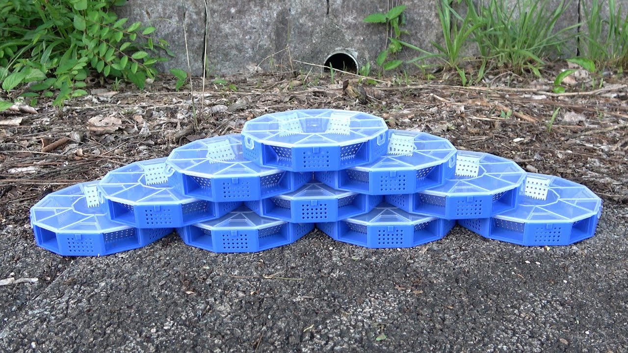 I set up a cockroach trap I ordered from China in a nearby park