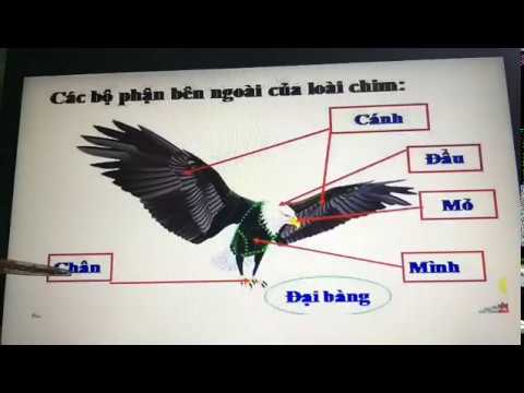 [TNXH 3] Chim - Tuần 27