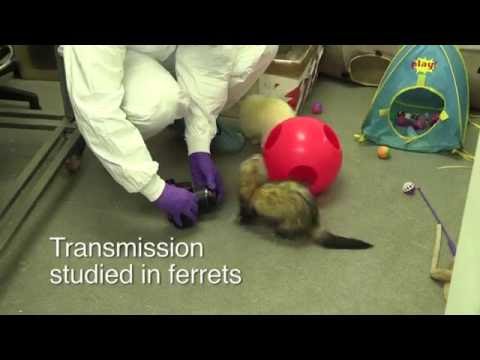 Video: Uterine Infection And Pus In Ferrets