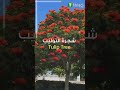 إليك أحسن 5 أنواع أشجار الظل سريعة النمو إليك أحسن 5 أنواع أشجار الظل سريعة النمو