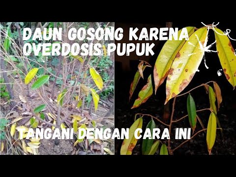 Cara mengatasi overdosis pupuk pada tanaman durian dengan 1 langkah