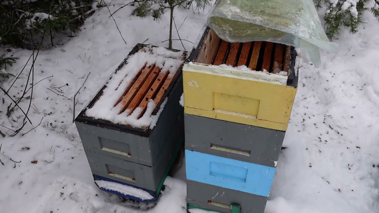 Не прошенный гость на лесном точке