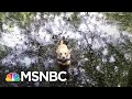 Sportscaster Shares Play-By-Play Walking His Dogs To The Pond | The 11th Hour | MSNBC