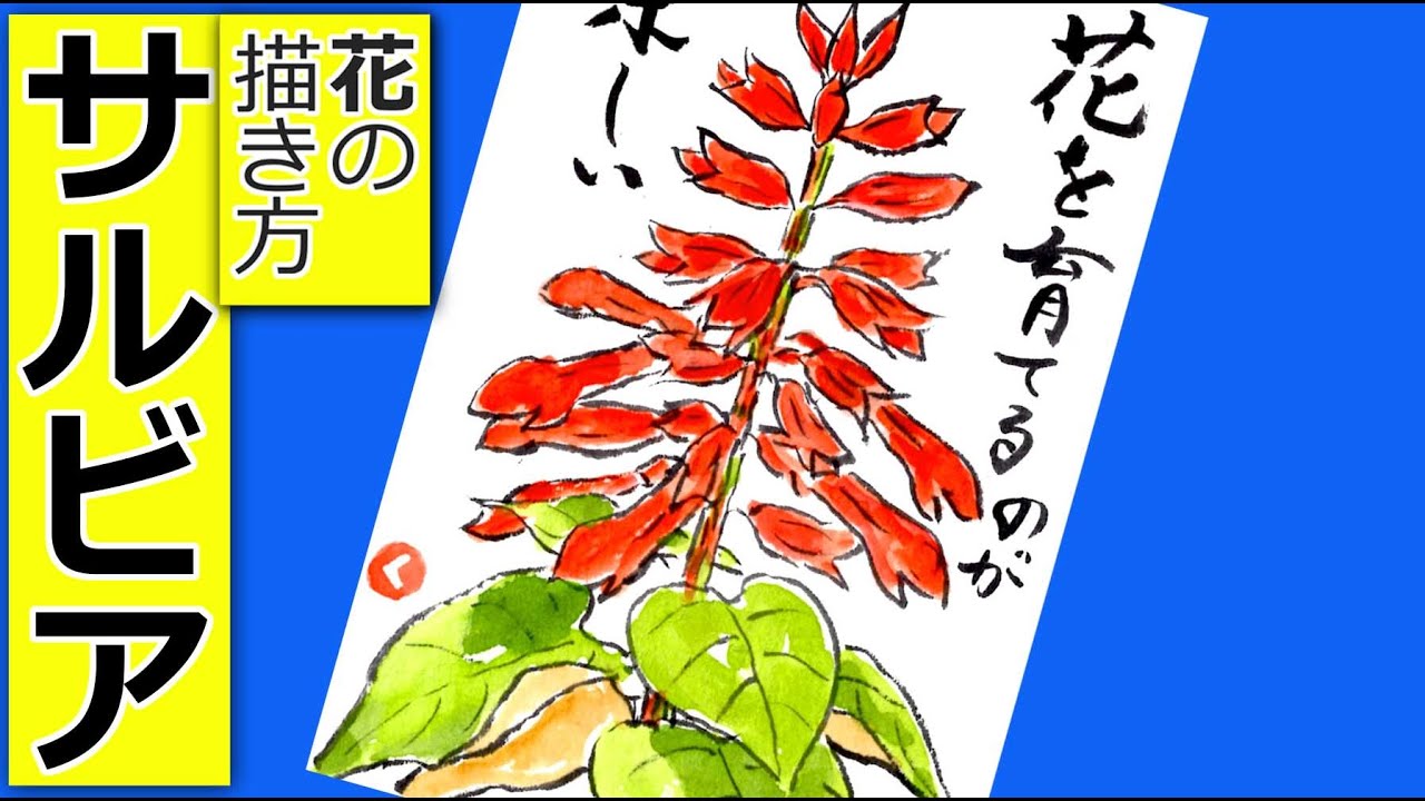 サルビアの花の描き方 無料動画 ガーデニングの絵手紙スケッチ 6月 7月 8月 9月 10月 11月 夏 秋 絵手紙教室くぼ田